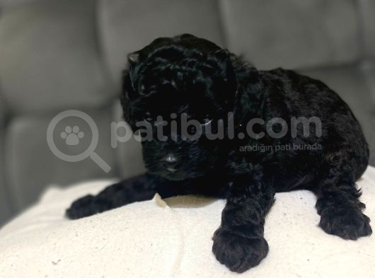 Çok Tatlı Siyah Gerçek Toy Poodle