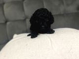 Çok Tatlı Siyah Gerçek Toy Poodle