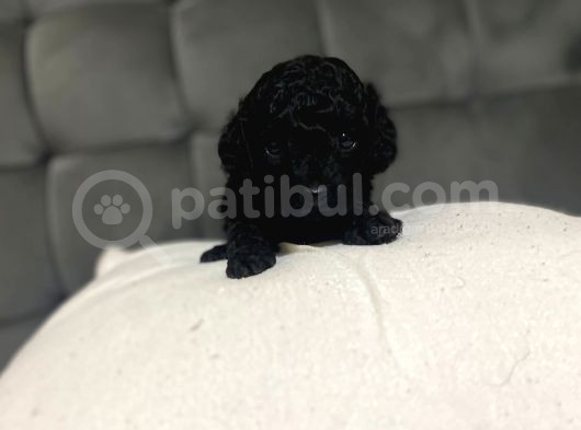 Çok Tatlı Siyah Gerçek Toy Poodle görsel