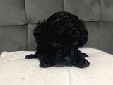 Çok Tatlı Siyah Gerçek Toy Poodle
