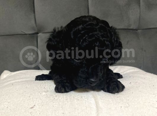 Çok Tatlı Siyah Gerçek Toy Poodle görsel