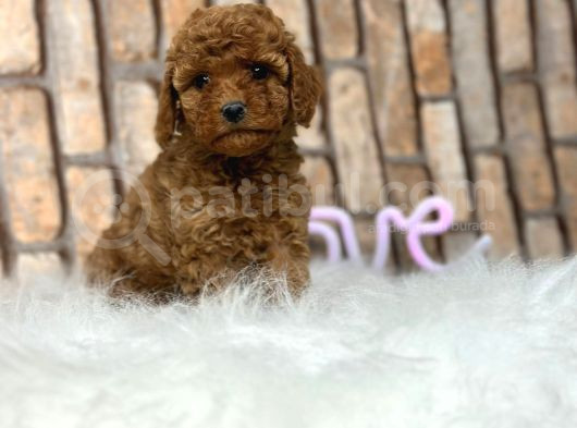 Sevimli Safkan A Kali̇te Toy Poodle Yavrular görsel