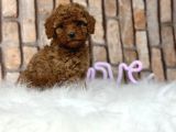 Sevimli Safkan A Kali̇te Toy Poodle Yavrular
