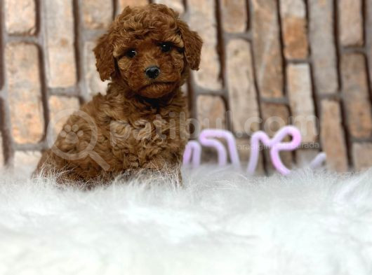 Sevimli Safkan A Kali̇te Toy Poodle Yavrular görsel