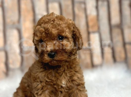 Sevimli Safkan A Kali̇te Toy Poodle Yavrular görsel