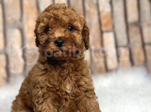 Sevimli Safkan A Kali̇te Toy Poodle Yavrular görsel