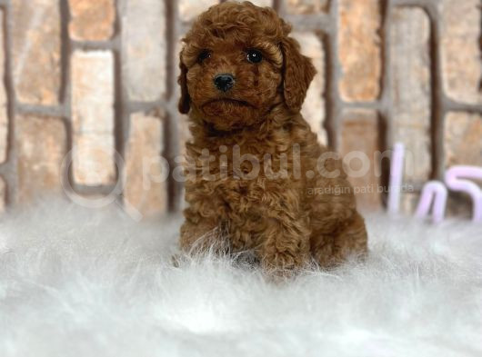 Sevimli Safkan A Kali̇te Toy Poodle Yavrular görsel