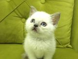 British shorthair blupoint