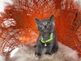British Shorthair Blue Dişi Erkek Yavrular