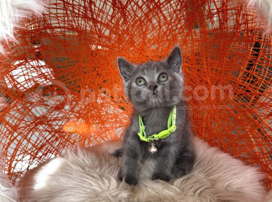 British Shorthair Blue Dişi Erkek Yavrular görsel