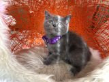 British Shorthair Blue Dişi Erkek Yavrular
