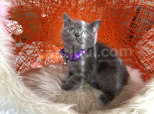 British Shorthair Blue Dişi Erkek Yavrular