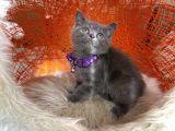 British Shorthair Blue Dişi Erkek Yavrular