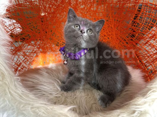 British Shorthair Blue Dişi Erkek Yavrular görsel