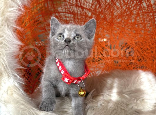 British Shorthair Blue Dişi Erkek Yavrular görsel