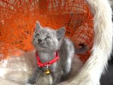 British Shorthair Blue Dişi Erkek Yavrular
