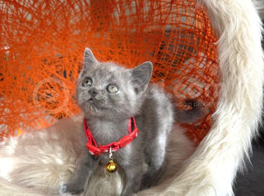 British Shorthair Blue Dişi Erkek Yavrular görsel