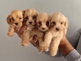 0 Numara Malti̇po Yavrular