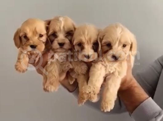 0 Numara Malti̇po Yavrular görsel