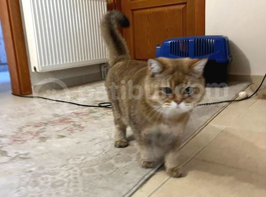 Rıfkı Çok Sakin Uyumlu görsel