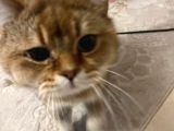 Rıfkı Çok Sakin Uyumlu