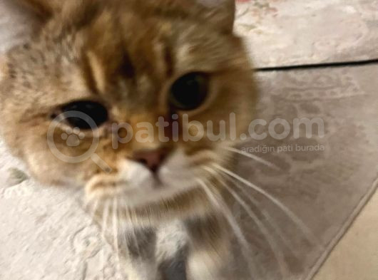 Rıfkı Çok Sakin Uyumlu görsel