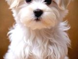 Maltesse Terrier Cinsi Mini Boy Puppy Kar Beyaz 