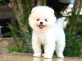 Sevi̇mli̇ Pomeri̇an Boo Yavrular