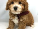 Kahve tonlu mini boy puppy sevimli yavrular MALTİPO CİNSİ 