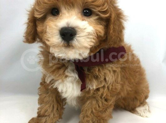 Kahve tonlu mini boy puppy sevimli yavrular MALTİPO CİNSİ 