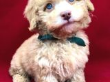 Kahve tonlu mini boy puppy sevimli yavrular MALTİPO CİNSİ 