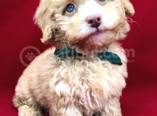 Kahve Tonlu Mini Boy Puppy Sevimli Yavrular Malti̇po Ci̇nsi̇ 