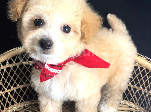 Kahve Tonlu Mini Boy Puppy Sevimli Yavrular Malti̇po Ci̇nsi̇  görsel