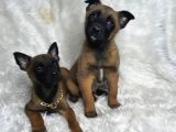 Yavru Safkan Belçika Malinois Kurdu Yavrularımız
