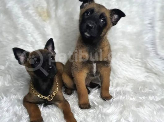Yavru Safkan Belçika Malinois Kurdu Yavrularımız
