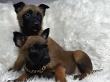 Yavru Safkan Belçika Malinois Kurdu Yavrularımız