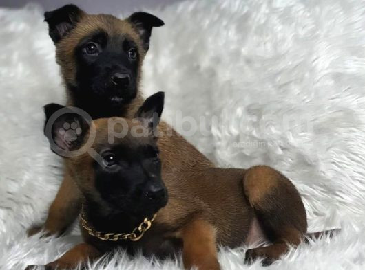 Yavru Safkan Belçika Malinois Kurdu Yavrularımız görsel