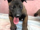 Kurtarma Köpeği Belçika Malinois Kurdu