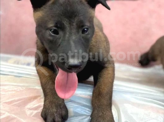 Kurtarma Köpeği Belçika Malinois Kurdu