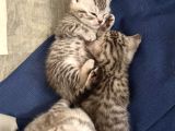 Silver Tabby Scottish Fold Ve British Shorhair Yavrularımız