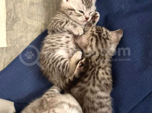 Silver Tabby Scottish Fold Ve British Shorhair Yavrularımız görsel