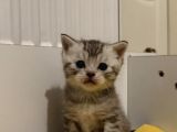 Silver Tabby Scottish Fold Ve British Shorhair Yavrularımız