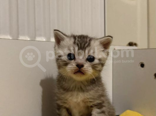 Silver Tabby Scottish Fold Ve British Shorhair Yavrularımız görsel