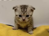 Silver Tabby Scottish Fold Ve British shorhair yavrularımız