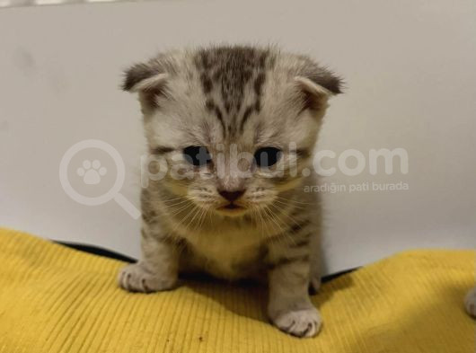 Silver Tabby Scottish Fold Ve British Shorhair Yavrularımız