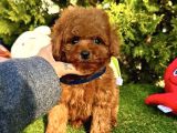 Mini boy toy poodle yavrular 