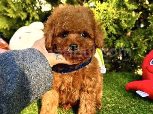 Mini Boy Toy Poodle Yavrular 