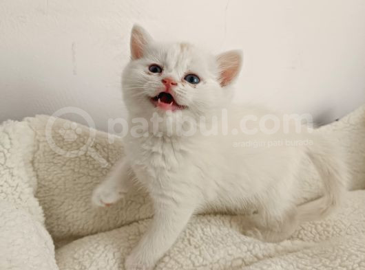 Safkan Bri̇ti̇sh Yavru Erkek görsel