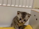 Silver Tabby Scottish Fold Ve British Shorhair Yavrularımız