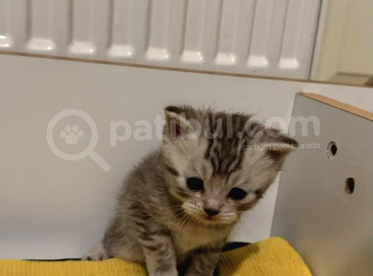 Silver Tabby Scottish Fold Ve British Shorhair Yavrularımız görsel